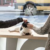Inside New York’s First Cat Cafe, Meow Parlour