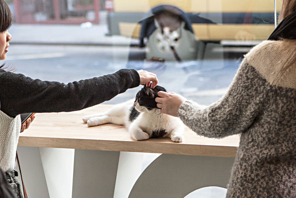 Inside New York’s First Cat Cafe, Meow Parlour