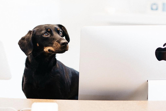 A Day in the Life of Bubbly Paws, a Luxury Self-Serve Dog Wash