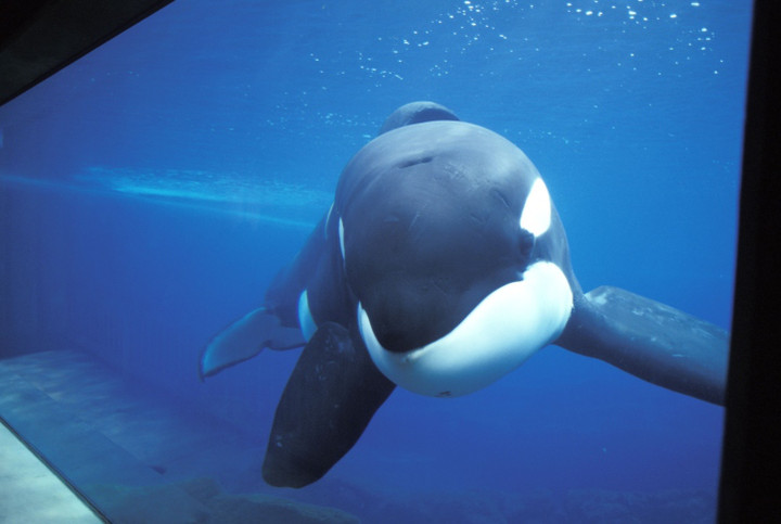 SeaWorld Fined $4M for Hiding ‘Blackfish Effect’