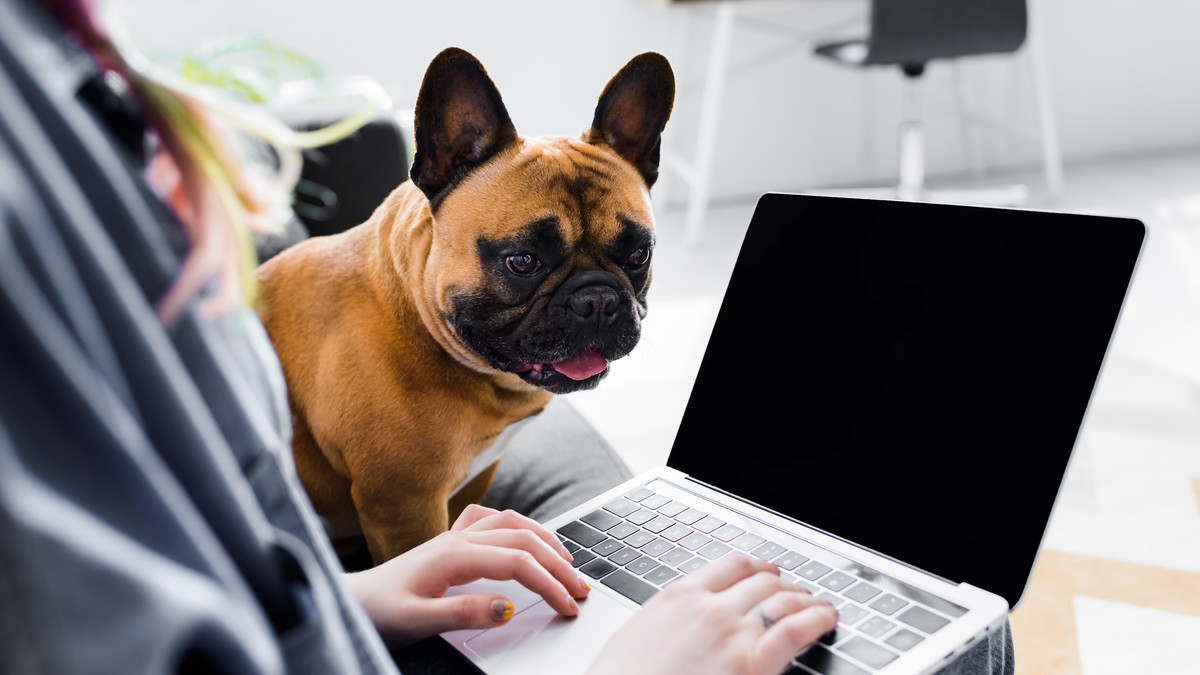 6 Essentials You Need in Your Home Office (Dog Optional)