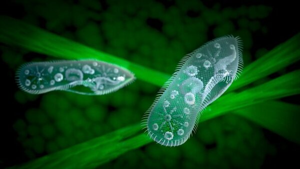 alt="How Life Began History Vault Documentary"