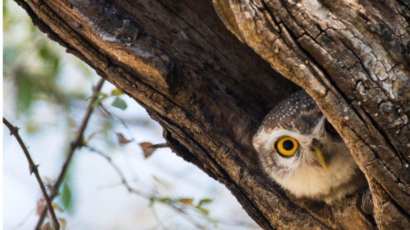 Get Ready for ‘The Owl House’ Movie with these Episodes on DIRECTV