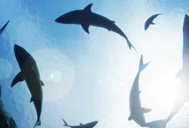 Shark Showdown