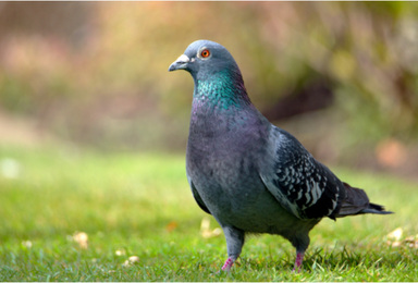 Pigeons: Everything You Want to Know About Our Feathered Neighbors